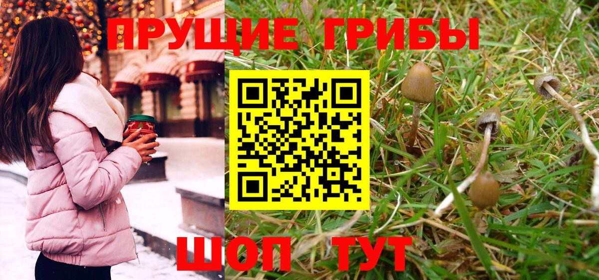 закладка  Тара  Псилоцибиновые грибы GOLDEN TEACHER 